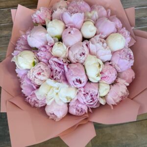 peoni (şakayık) 41'li