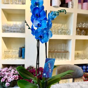 Mavi Orkide