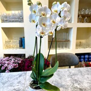 Beyaz Orkide 2 Dal
